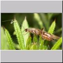 Nemoura cf cinerea - Steinfliege 02.jpg